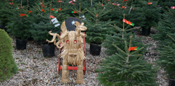 Pottetræer og Julebuk med kane